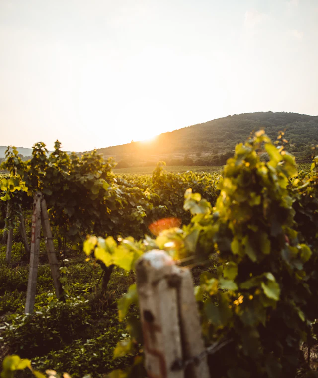 Beispielbild: Weinberg im Abendlicht