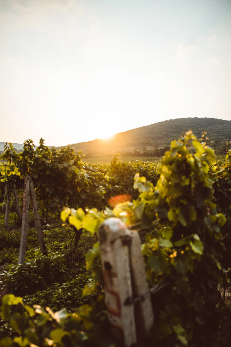 Beispielbild: Weinberg im Abendlicht